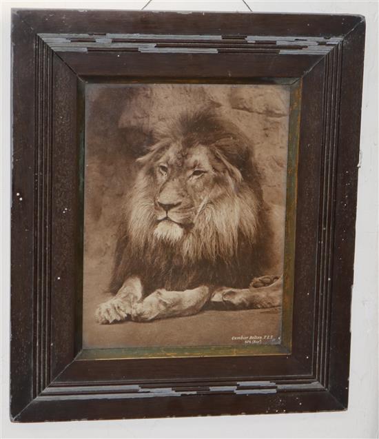 Gambier Bolton (1854-1928), Lion photograph mounted on card numbered 574, credited lower right